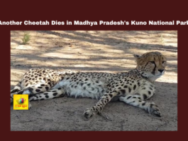 Another Cheetah Dies in Madhya Pradesh's Kuno National Park, Another Cheetah Dies, Madhya Pradesh's Kuno National Park, Kuno National Park, Cheetah Death, Project Cheetah, Madhya Pradesh, Wildlife Conservation, Namibia Cheetah, Indian Wildlife, Cheetah Reintroduction, Cheetah Population, Wildlife Protection, National News, Madhya Pradesh News, Madhya Pradesh Live Updates, Mango News
