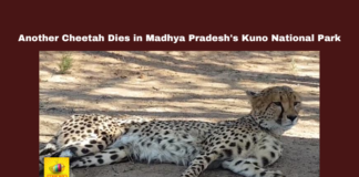 Another Cheetah Dies in Madhya Pradesh's Kuno National Park, Another Cheetah Dies, Madhya Pradesh's Kuno National Park, Kuno National Park, Cheetah Death, Project Cheetah, Madhya Pradesh, Wildlife Conservation, Namibia Cheetah, Indian Wildlife, Cheetah Reintroduction, Cheetah Population, Wildlife Protection, National News, Madhya Pradesh News, Madhya Pradesh Live Updates, Mango News