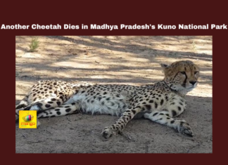 Another Cheetah Dies in Madhya Pradesh's Kuno National Park, Another Cheetah Dies, Madhya Pradesh's Kuno National Park, Kuno National Park, Cheetah Death, Project Cheetah, Madhya Pradesh, Wildlife Conservation, Namibia Cheetah, Indian Wildlife, Cheetah Reintroduction, Cheetah Population, Wildlife Protection, National News, Madhya Pradesh News, Madhya Pradesh Live Updates, Mango News