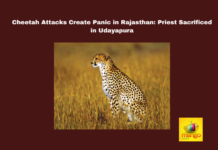 Cheetah Attacks Create Panic in Rajasthan: Priest Sacrificed in Udayapura, Rajasthan, Cheetah Attacks, Udayapura, Wildlife Safety, Community Alert, Temple Priest Killed, Local Fear, Police Response, Panic in Rajasthan, Rajasthan Cheetah Attacks, National News, India, Live Updates, Breaking News, Live News, Mango News