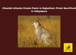 Cheetah Attacks Create Panic in Rajasthan: Priest Sacrificed in Udayapura, Rajasthan, Cheetah Attacks, Udayapura, Wildlife Safety, Community Alert, Temple Priest Killed, Local Fear, Police Response, Panic in Rajasthan, Rajasthan Cheetah Attacks, National News, India, Live Updates, Breaking News, Live News, Mango News