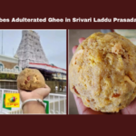 SIT Probes Adulterated Ghee in Srivari Laddu Prasadam Case, Srivari Laddu ghee adulteration, TTD investigation, Tirumala ghee case, Supreme Court orders, CBI investigation, Tirupati East Police case, SIT probe updates, Dindigul AR Dairy inquiry, TTD marketing warehouse inspection, Tirumala prasadam quality, CM Chandrababu, Andhra Pradesh, AP Live Updates, Live Updates, Breaking News, Headlines, Live News, Mango News