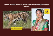 Young Woman Killed in Tiger Attack in Kumuram Bheem District, tiger attack Kumuram Bheem, Kagaznagar wildlife incident, forest department negligence, human-wildlife conflict, tiger attacks in Telangana, Morle Lakshmi tiger attack, compensation for wildlife attacks, forest safety measures, Telangana rural news, wildlife-human interaction, Telangana, TS Live Updates, TS Political News, Political News, Mango News