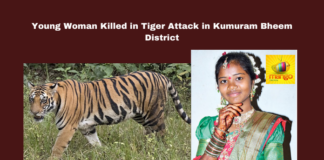 Young Woman Killed in Tiger Attack in Kumuram Bheem District, tiger attack Kumuram Bheem, Kagaznagar wildlife incident, forest department negligence, human-wildlife conflict, tiger attacks in Telangana, Morle Lakshmi tiger attack, compensation for wildlife attacks, forest safety measures, Telangana rural news, wildlife-human interaction, Telangana, TS Live Updates, TS Political News, Political News, Mango News