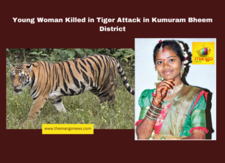 Young Woman Killed in Tiger Attack in Kumuram Bheem District, tiger attack Kumuram Bheem, Kagaznagar wildlife incident, forest department negligence, human-wildlife conflict, tiger attacks in Telangana, Morle Lakshmi tiger attack, compensation for wildlife attacks, forest safety measures, Telangana rural news, wildlife-human interaction, Telangana, TS Live Updates, TS Political News, Political News, Mango News