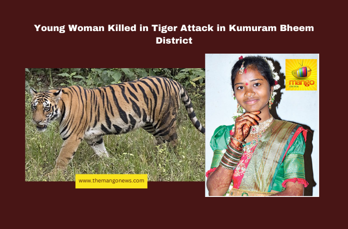 Young Woman Killed in Tiger Attack in Kumuram Bheem District Young Woman Killed in Tiger Attack in Kumuram Bheem District, tiger attack Kumuram Bheem, Kagaznagar wildlife incident, forest department negligence, human-wildlife conflict, tiger attacks in Telangana, Morle Lakshmi tiger attack, compensation for wildlife attacks, forest safety measures, Telangana rural news, wildlife-human interaction, Telangana, TS Live Updates, TS Political News, Political News, Mango News