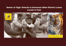 Series of Tiger Attacks in Kumuram Bhim District Leave Locals in Fear, tiger attack, Kumuram Bhim, Sirpur.T, Edulapuram, farmer attacked, forest department, drone search, wildlife incidents, Gannaram village, tiger mauling, local safety, Telangana, TS Live Updates, TS Political News, Political News, Mango News