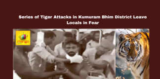Series of Tiger Attacks in Kumuram Bhim District Leave Locals in Fear, tiger attack, Kumuram Bhim, Sirpur.T, Edulapuram, farmer attacked, forest department, drone search, wildlife incidents, Gannaram village, tiger mauling, local safety, Telangana, TS Live Updates, TS Political News, Political News, Mango News