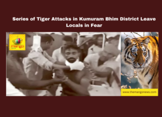 Series of Tiger Attacks in Kumuram Bhim District Leave Locals in Fear, tiger attack, Kumuram Bhim, Sirpur.T, Edulapuram, farmer attacked, forest department, drone search, wildlife incidents, Gannaram village, tiger mauling, local safety, Telangana, TS Live Updates, TS Political News, Political News, Mango News
