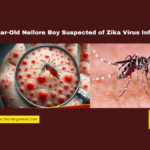 Six-Year-Old Nellore Boy Suspected of Zika Virus Infection, Zika virus, Nellore news, Andhra Pradesh health, Venkatapuram village, WHO alert, viral infection, medical camp, Chennai Egmore Hospital, Zika virus symptoms, Andhra Pradesh health department, Andhra Pradesh, AP Live Updates, Live Updates, Breaking News, Headlines, Live News, Mango News