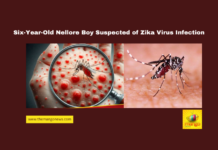 Six-Year-Old Nellore Boy Suspected of Zika Virus Infection, Zika virus, Nellore news, Andhra Pradesh health, Venkatapuram village, WHO alert, viral infection, medical camp, Chennai Egmore Hospital, Zika virus symptoms, Andhra Pradesh health department, Andhra Pradesh, AP Live Updates, Live Updates, Breaking News, Headlines, Live News, Mango News