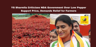 YS Sharmila Criticizes NDA Government Over Low Pepper Support Price, Demands Relief for Farmers, YS Sharmila, APCC, NDA government, pepper support price, farmer distress, price stabilization fund, Andhra Pradesh farmers, agricultural crisis, tenant farmers, tomato prices, farmer protests, agricultural support, Amaravati news, Andhra Pradesh, AP Live Updates, AP Politics, Political News, Live Updates, Breaking News, Headlines, Live News, Mango News