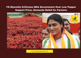 YS Sharmila Criticizes NDA Government Over Low Pepper Support Price, Demands Relief for Farmers, YS Sharmila, APCC, NDA government, pepper support price, farmer distress, price stabilization fund, Andhra Pradesh farmers, agricultural crisis, tenant farmers, tomato prices, farmer protests, agricultural support, Amaravati news, Andhra Pradesh, AP Live Updates, AP Politics, Political News, Live Updates, Breaking News, Headlines, Live News, Mango News