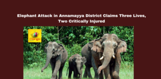 Elephant Attack in Annamayya District Claims Three Lives, Two Critically Injured, Elephants Attack, Annamayya District, Maha Shivratri Tragedy, Obulavaripalle, Pawan Kalyan, Chandrababu Naidu, Forest Department, Compensation Announcement, Andhra Pradesh News, Wildlife Safety, Andhra Pradesh, AP Live Updates, AP Politics, Political News, Live Updates, Breaking News, Headlines, Live News, Mango News
