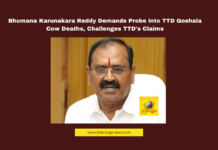 TTD Goshala, Bhumana Karunakara Reddy, Cow Deaths Controversy, Tirumala Temple, Animal Welfare, TTD EO Shyamala Rao, BR Naidu, YSRCP, Dalita Govindam, Desi Cow Protection