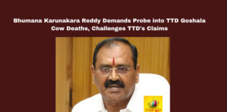 TTD Goshala, Bhumana Karunakara Reddy, Cow Deaths Controversy, Tirumala Temple, Animal Welfare, TTD EO Shyamala Rao, BR Naidu, YSRCP, Dalita Govindam, Desi Cow Protection