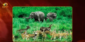 Green groups Bill puts wildlife at risk