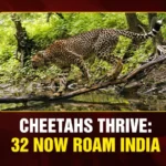 Cheetahs thrive 32 now roam India