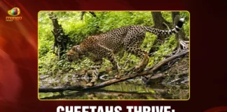 Cheetahs thrive 32 now roam India