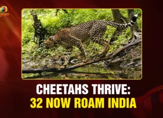 Cheetahs thrive 32 now roam India